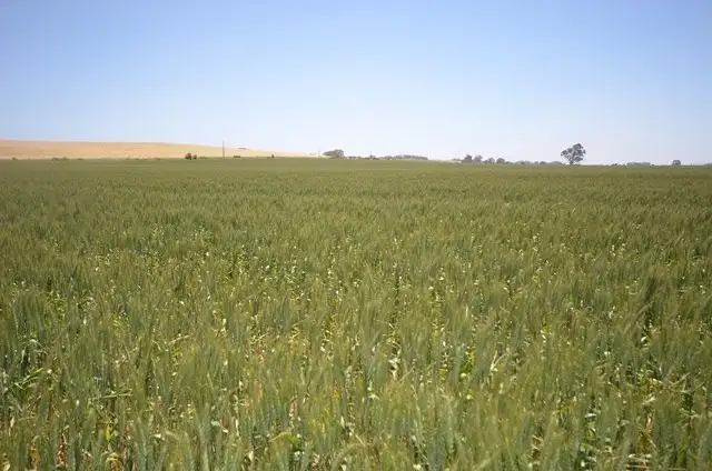 Third view of Homely rural property listing, "Toringa" Toringa Road, Farrell Flat SA 5416