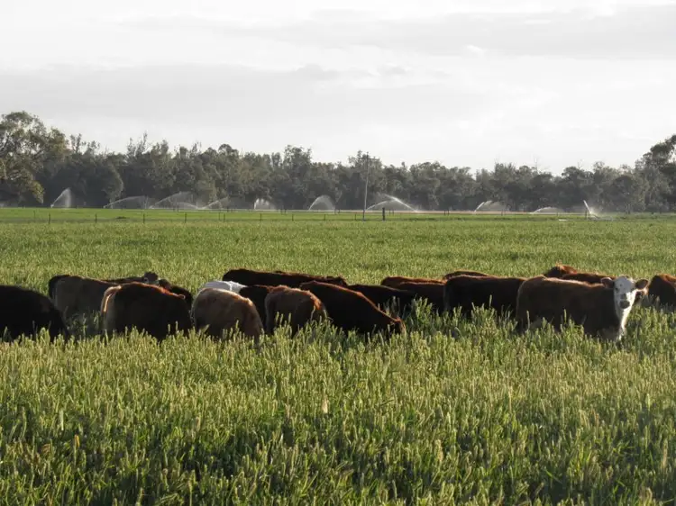 Second view of Homely rural property listing, 1259 Old Warrego Highway, Dalby QLD 4405