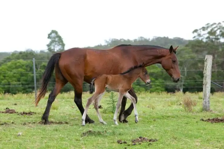 Fourth view of Homely rural property listing, 618 Half Chain Road, Koorainghat NSW 2430