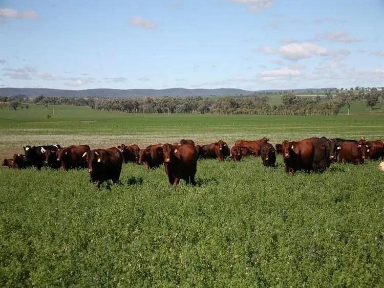 Main view of Homely rural property listing, "Searock" Blatches Lane, Yeoval NSW 2868