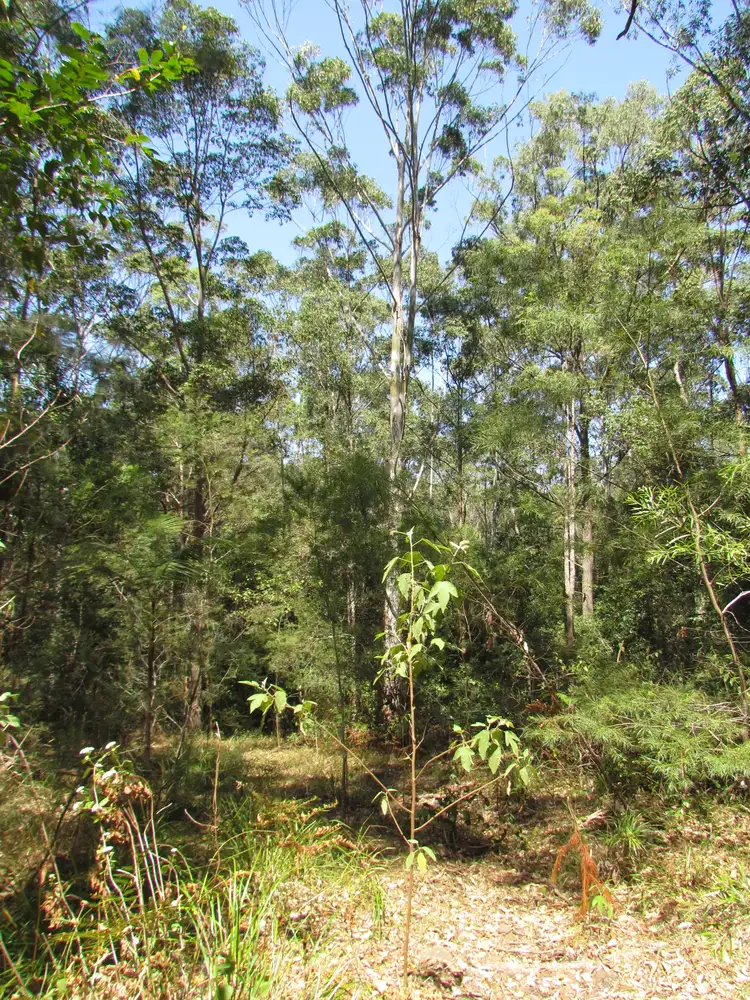 Fourth view of Homely house listing, 8342 Redgate Road, New Italy NSW 2472