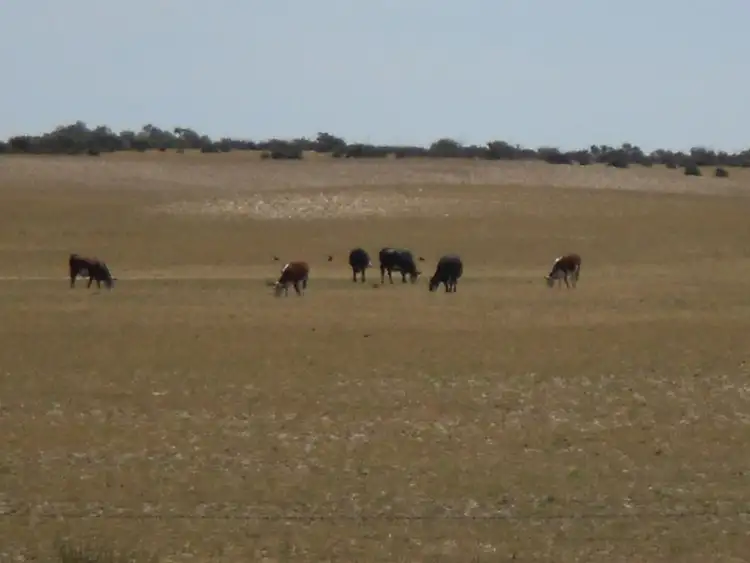 Fifth view of Homely rural property listing, 4703 Emu Flat Road, Bordertown SA 5268