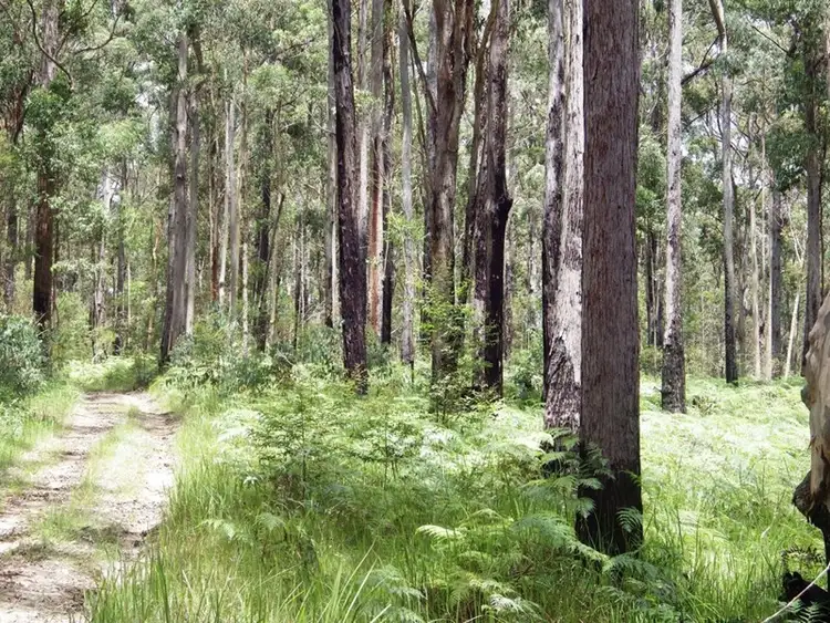 Second view of Homely rural property listing, 1038 Ellis Road, Clouds Creek NSW 2453