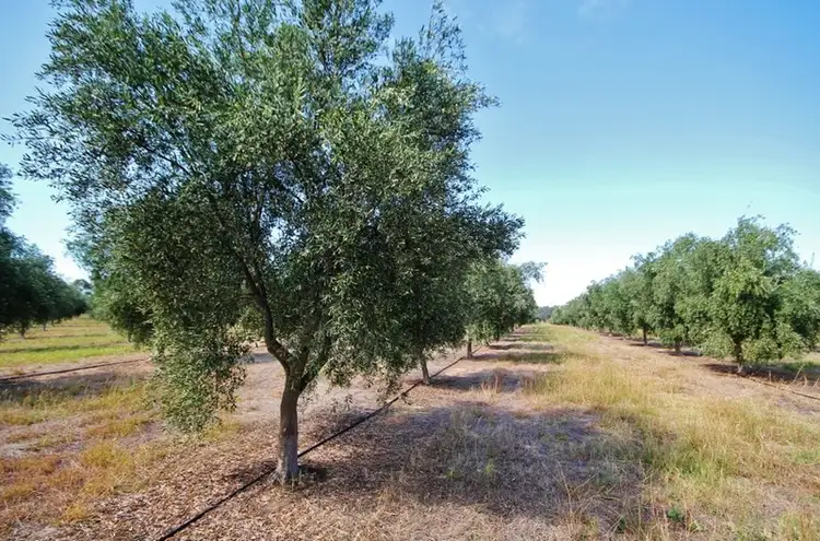 Fifth view of Homely land listing, 927 Monteagle Stock Route East, Monteagle via, Young NSW 2594