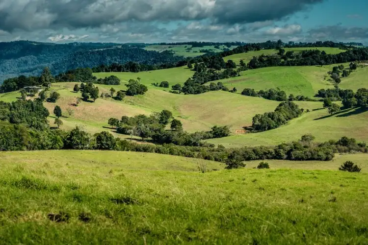 Sixth view of Homely rural property listing, 731 Maynards Plains Road, Dorrigo NSW 2453
