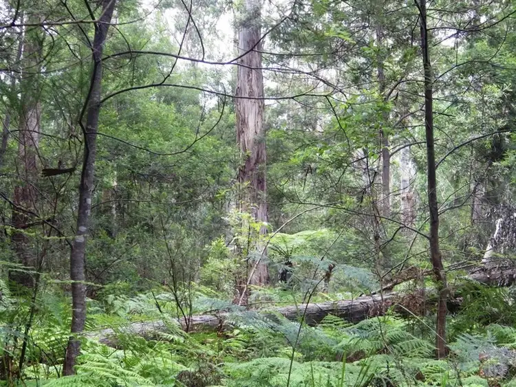Sixth view of Homely rural property listing, 1038 Ellis Road, Clouds Creek NSW 2453