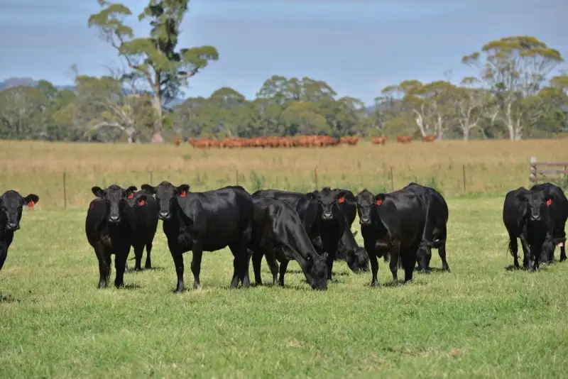 Main view of Homely rural property listing, Glen Alvie 11494 Waterfall Way, Ebor NSW 2453