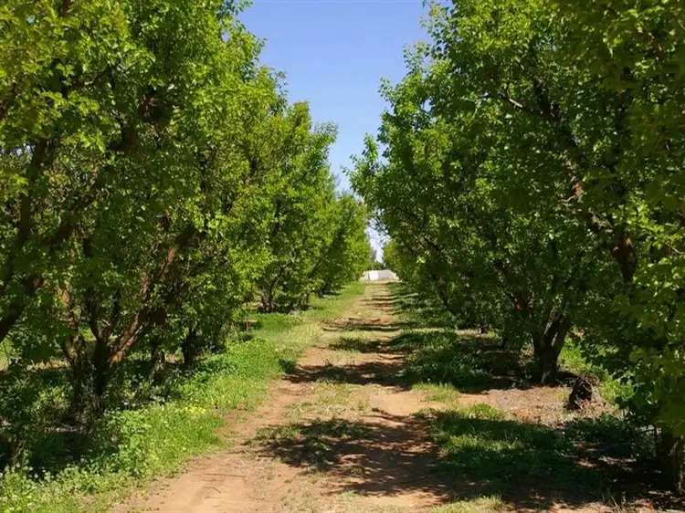LOT 101 Kulkyne Street, Renmark SA 5341