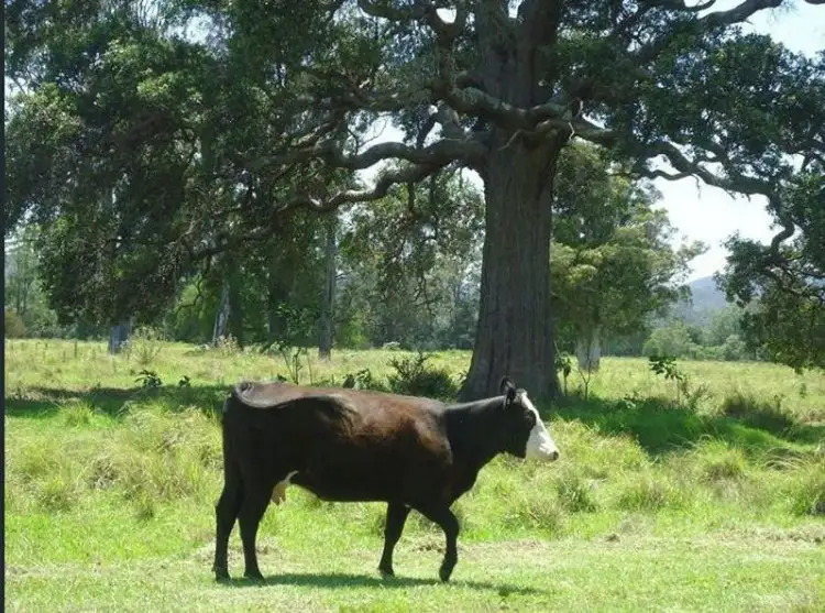 Fourth view of Homely rural property listing, 3025 Wallanbah Road, Dyers Crossing NSW 2429