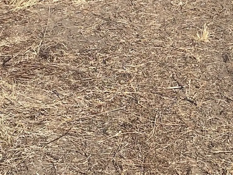 Seventh view of Homely rural property listing, "NAMPARA", Burren Junction NSW 2386