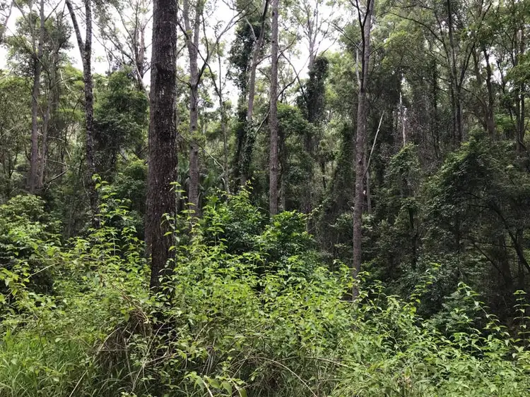 Main view of Homely land listing, 534 Neill Road, Diamond Valley QLD 4553