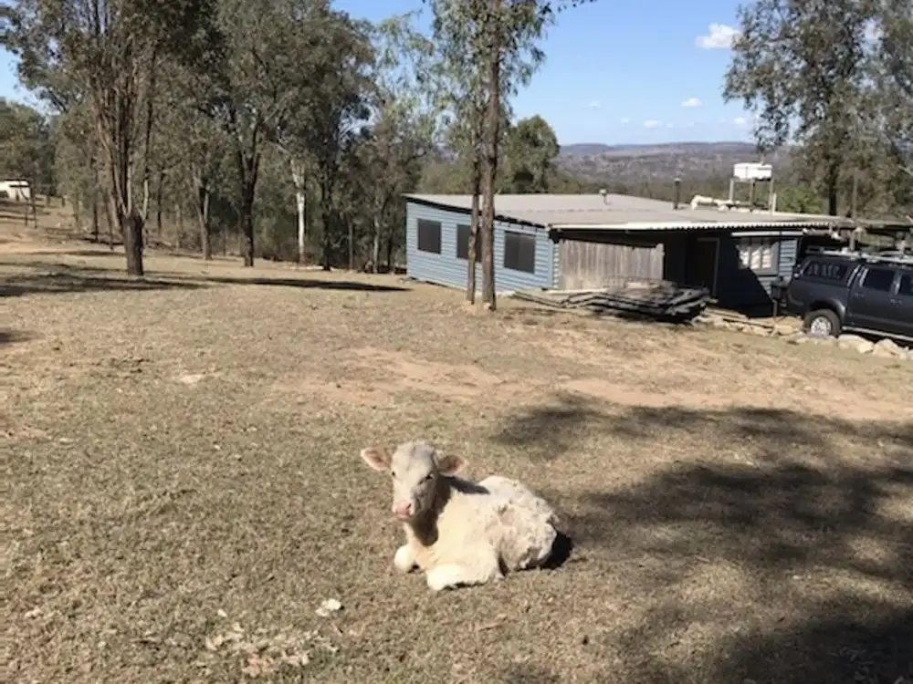 Main view of Homely rural property listing, 768 Old Esk North Road, South East Nanango QLD 4615
