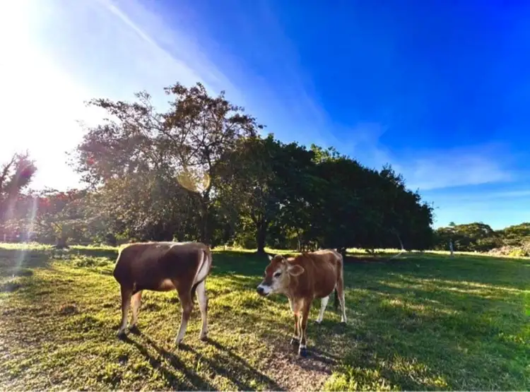 Fourth view of Homely rural property listing, 120 Highland Drive, Julatten QLD 4871
