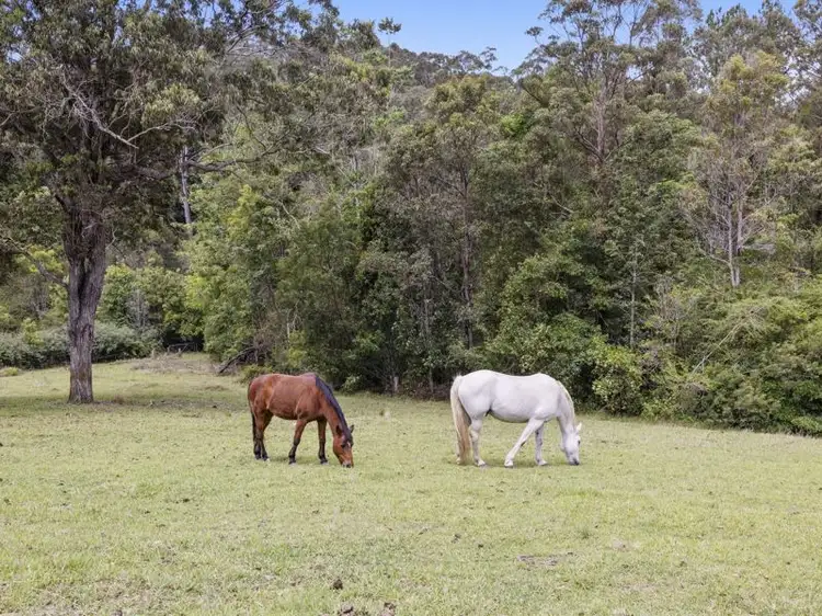 Third view of Homely rural property listing, 1111 Bowraville Road, Bellingen NSW 2454