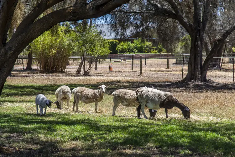 Seventh view of Homely rural property listing, 53 Northerly Lane, Oakford WA 6121
