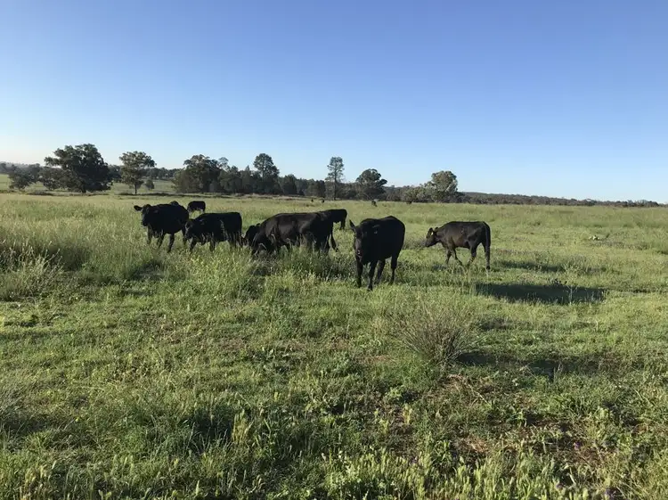 Fourth view of Homely rural property listing, 72 Bourkes and Halls road, Binnaway NSW 2395