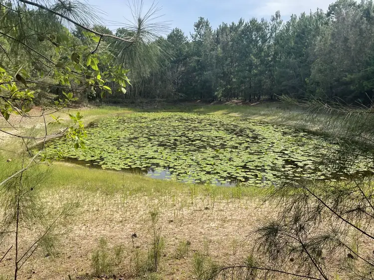 Sixth view of Homely rural property listing, 295 Woodburn Evans Head Road, Woodburn NSW 2472