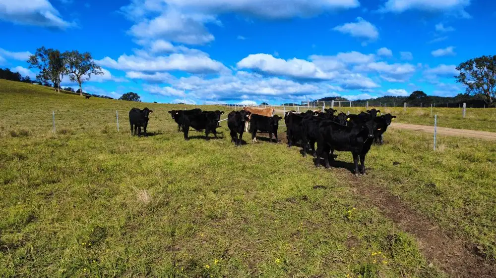 Main view of Homely rural property listing, 176 McMillans Road, Ellenborough NSW 2446