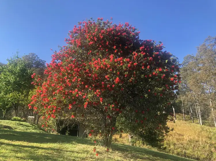 Third view of Homely rural property listing, 70 Tilbaroo Rd, Elands NSW 2429