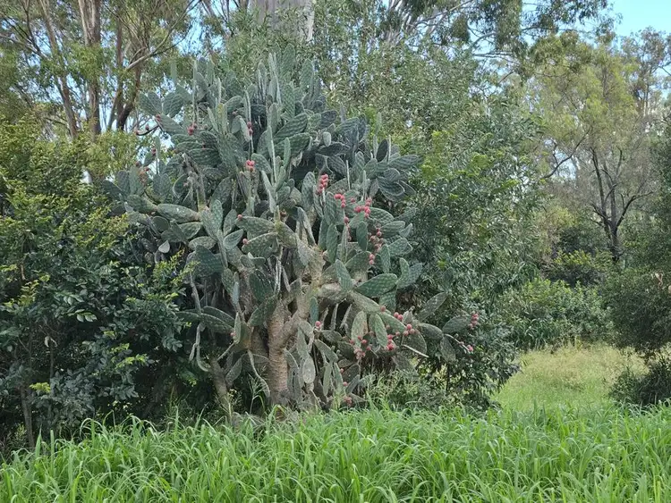Sixth view of Homely land listing, Lot 180 Leroyd Street, Murgon QLD 4605