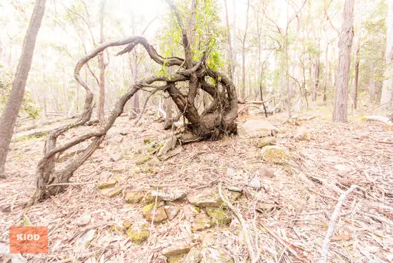 Main view of Homely rural property listing, 62 Una Road, Bucketty NSW 2250