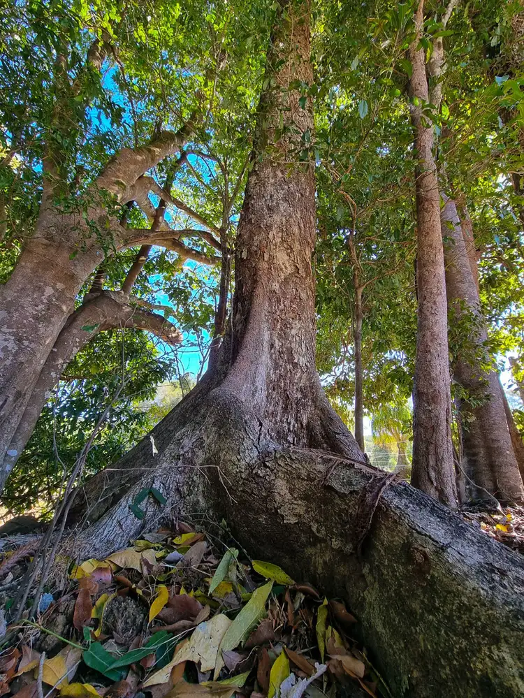 Fifth view of Homely land listing, 104D Thrushs Road, Dulong QLD 4560