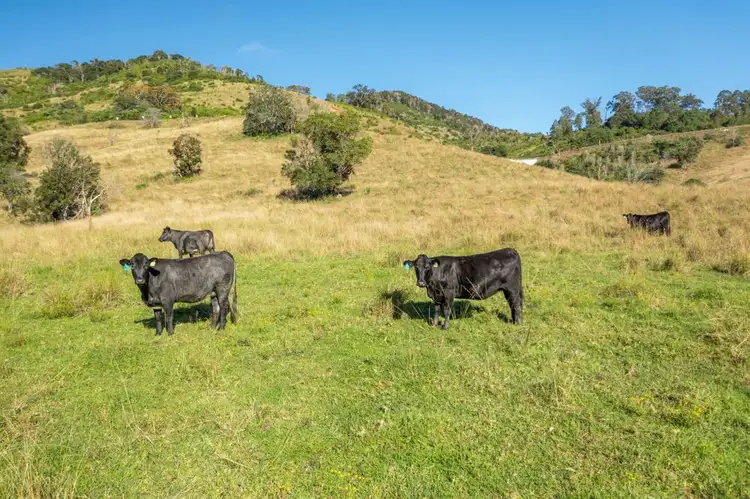 7748 Oxley Highway, Mount Seaview NSW 2446