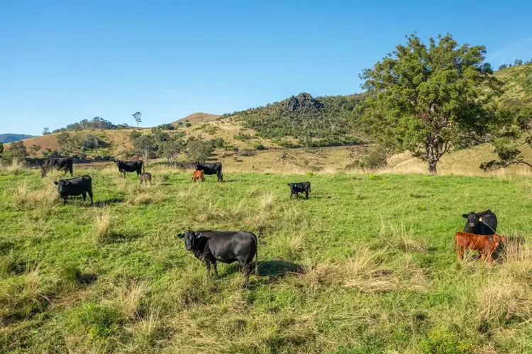 Fourth view of Homely rural property listing, 7748 Oxley Highway, Mount Seaview NSW 2446