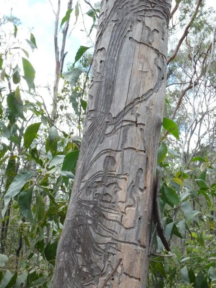 Third view of Homely rural property listing, Lot 33 Cross Road, Euleilah QLD 4674