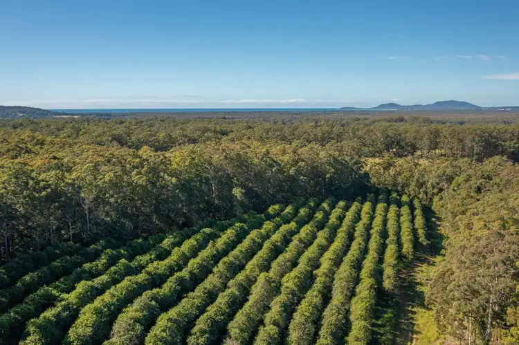 Third view of Homely rural property listing, 137 Browns Road, Barraganyatti NSW 2441