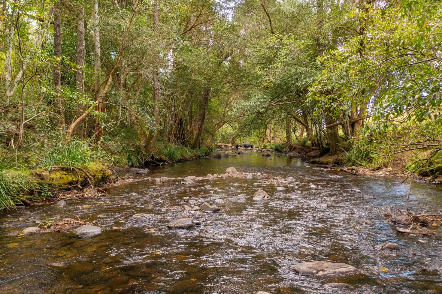 Main view of Homely rural property listing, Lot 36 8416 Oxley Highway, Mount Seaview NSW 2446