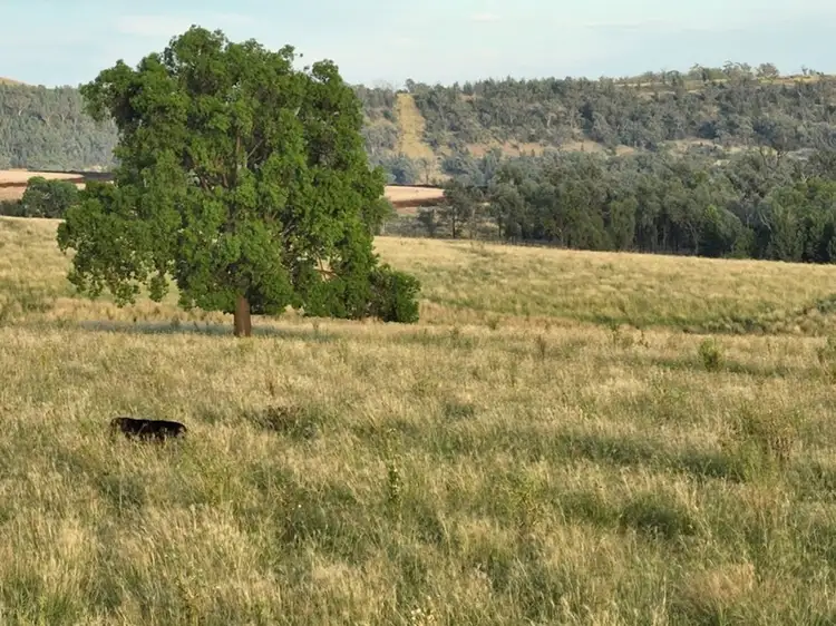 Wyangarie, Warialda NSW 2402