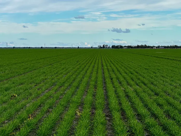 Yileena, Moree NSW 2400