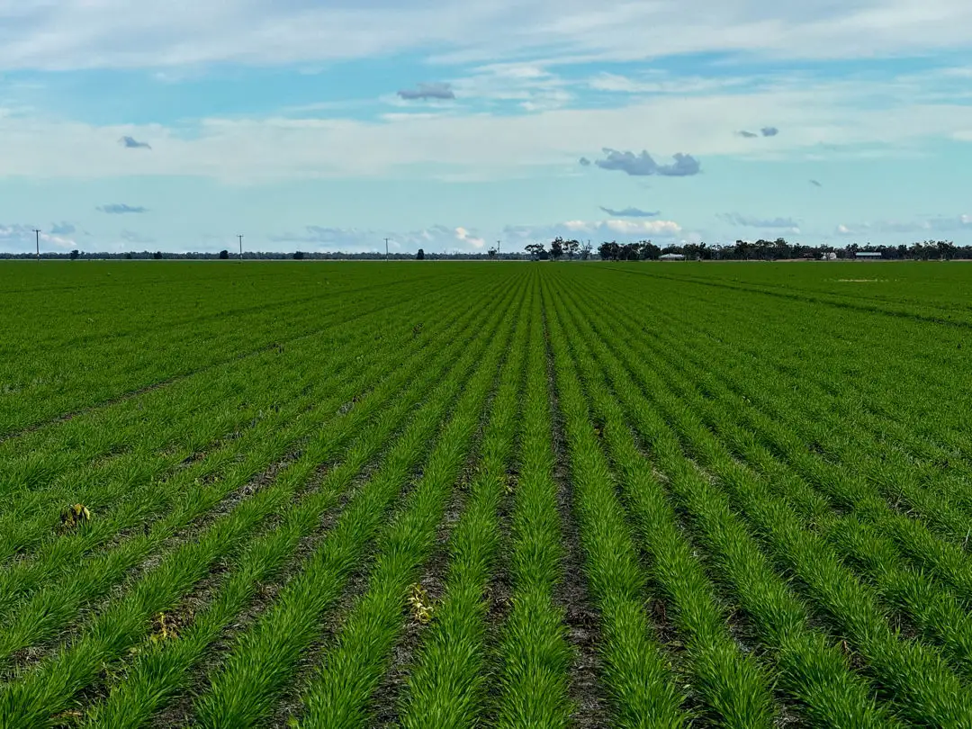 Main view of Homely rural property listing, Yileena, Moree NSW 2400