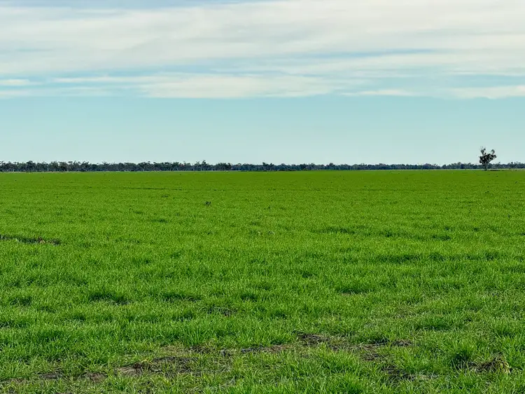 Fifth view of Homely rural property listing, Yileena, Moree NSW 2400