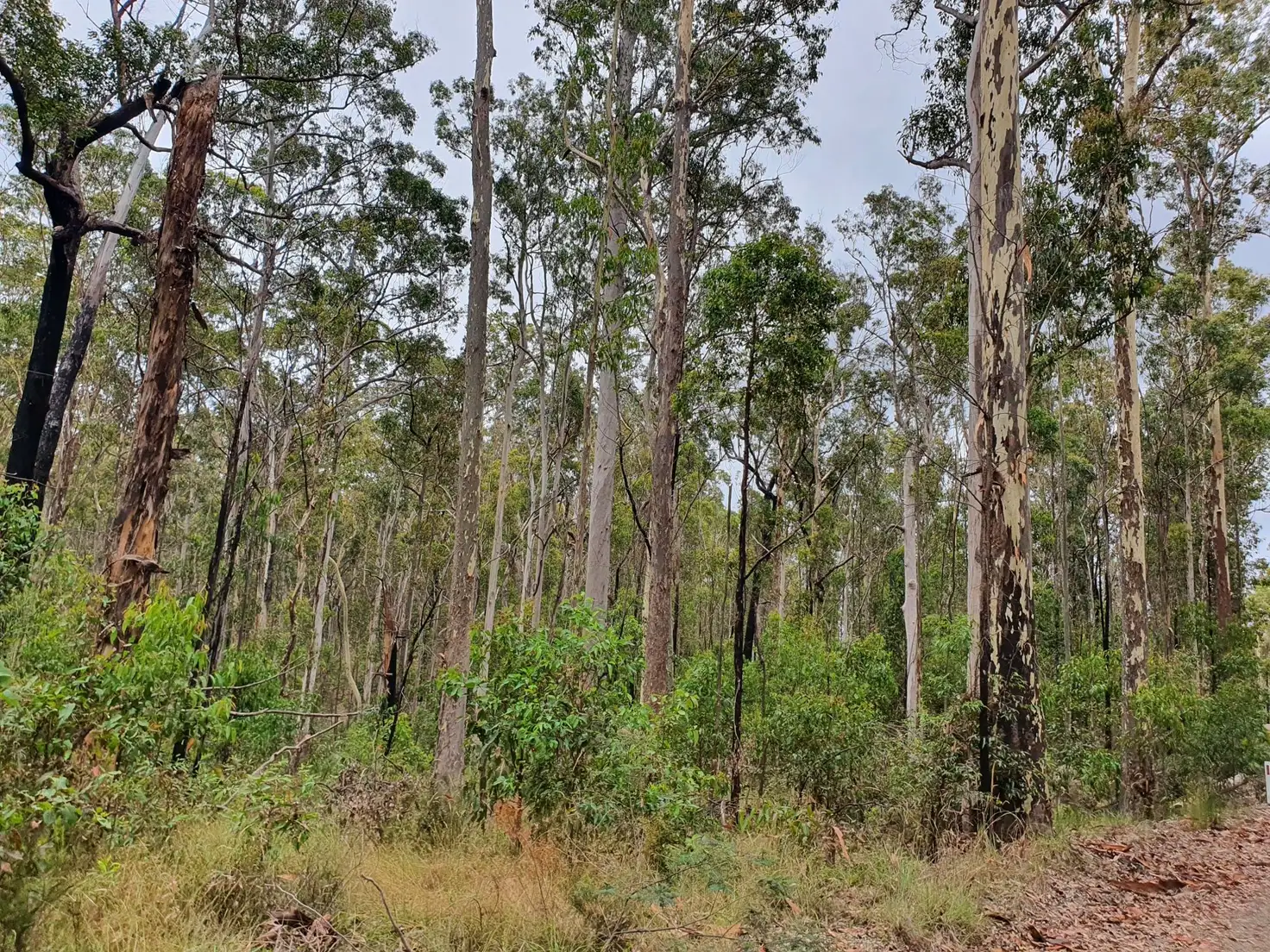 Main view of Homely rural property listing, 2 Bibaringa Road, Nymboida NSW 2460