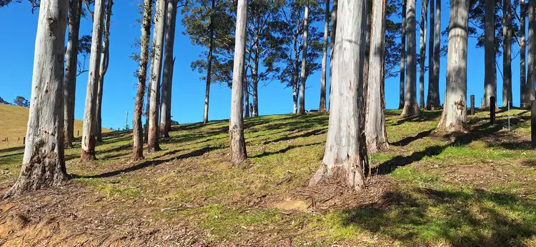 Fifth view of Homely rural property listing, 2591 Eastern Dorrigo Way Brooklana, Coffs Harbour NSW 2450