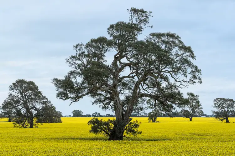 Fourth view of Homely rural property listing, 36 Karmala Lane, Lake Bolac VIC 3351