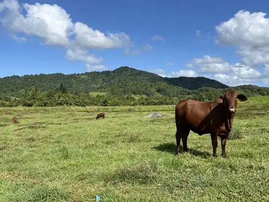 Second view of Homely house listing, 891 Woopen Creek Road, Woopen Creek QLD 4871