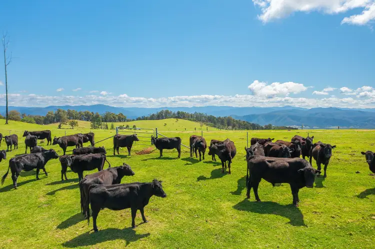 Second view of Homely rural property listing, 669 Costigans Road, Yarras NSW 2446