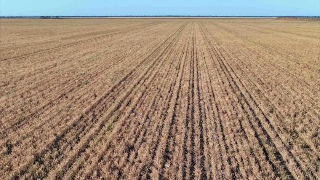 Main view of Homely rural property listing, The Ponds, Moree NSW 2400