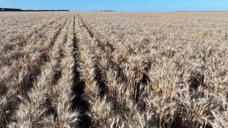 Second view of Homely rural property listing, The Ponds, Moree NSW 2400