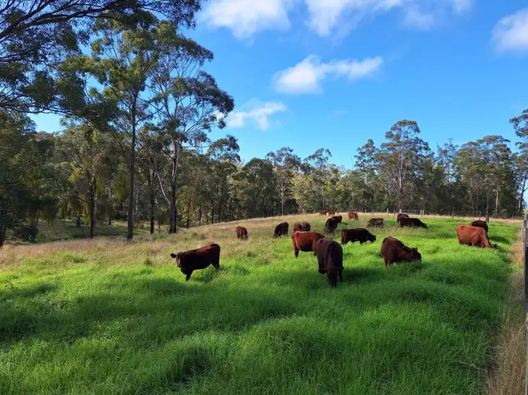 Third view of Homely rural property listing, 98 Munro Road, Palmtree QLD 4352