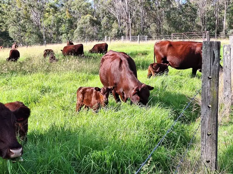Fourth view of Homely rural property listing, 98 Munro Road, Palmtree QLD 4352
