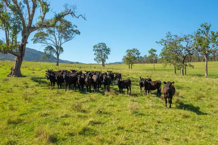 785 Toms Creek Road, Ellenborough NSW 2446
