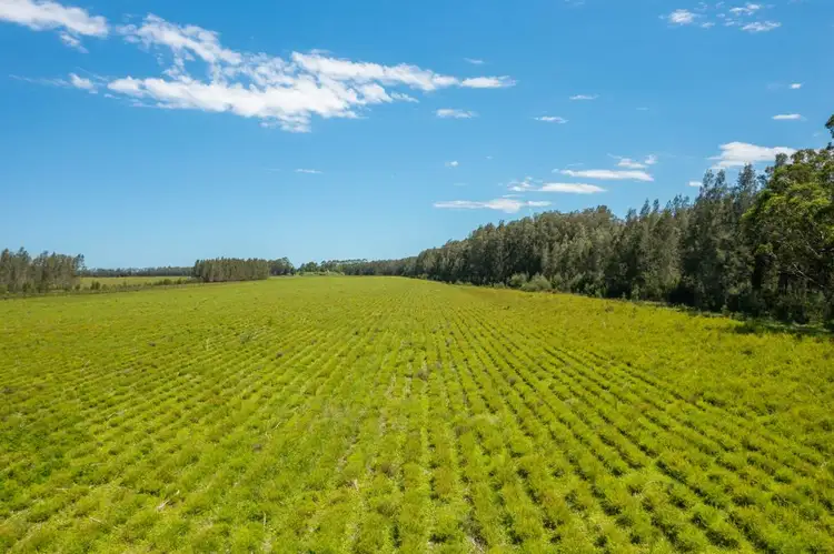 Third view of Homely rural property listing, 1205 Maria River Road, Limeburners Creek NSW 2444