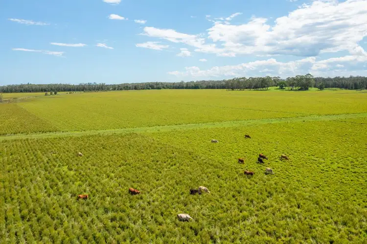 Sixth view of Homely rural property listing, 1205 Maria River Road, Limeburners Creek NSW 2444