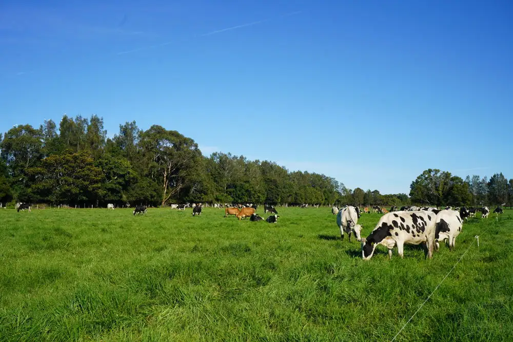 Main view of Homely rural property listing, 282 Newtons Road, Dumaresq Island NSW 2430