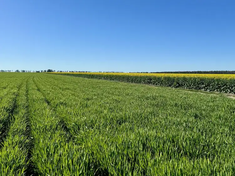 Second view of Homely rural property listing, Terlings, Moree NSW 2400