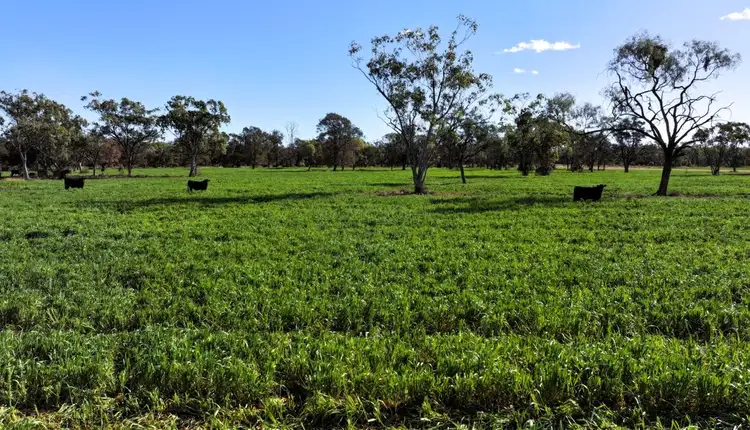 Fourth view of Homely rural property listing, Terlings, Moree NSW 2400